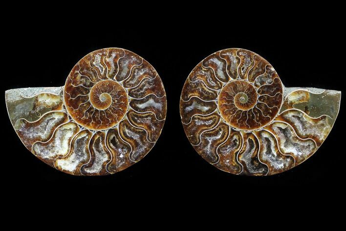 Cut & Polished Ammonite Fossil - Agatized #82280